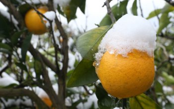 روش  های پیشگیری از خسارت سرما در باغ های مازندران