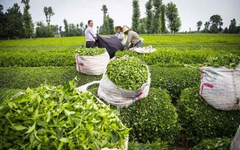 چین دوم بهاره برگ سبز چای در باغات شمال/ برداشت ۵۴ هزار تن