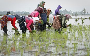 ممنوعیت کارگران غیربومی برای کشاورزی مازندران