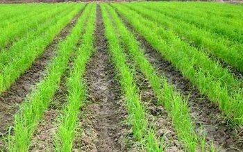 مزایای خشکه کاری برنج؛ از صرفه جویی در مصرف آب تا کاهش هزینه ها