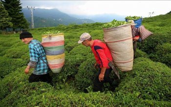 واردات چای خارجی مشروط به خرید چای تولید داخل شد